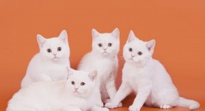 Белые британцы: фото британских белых котов, кошек, котят  